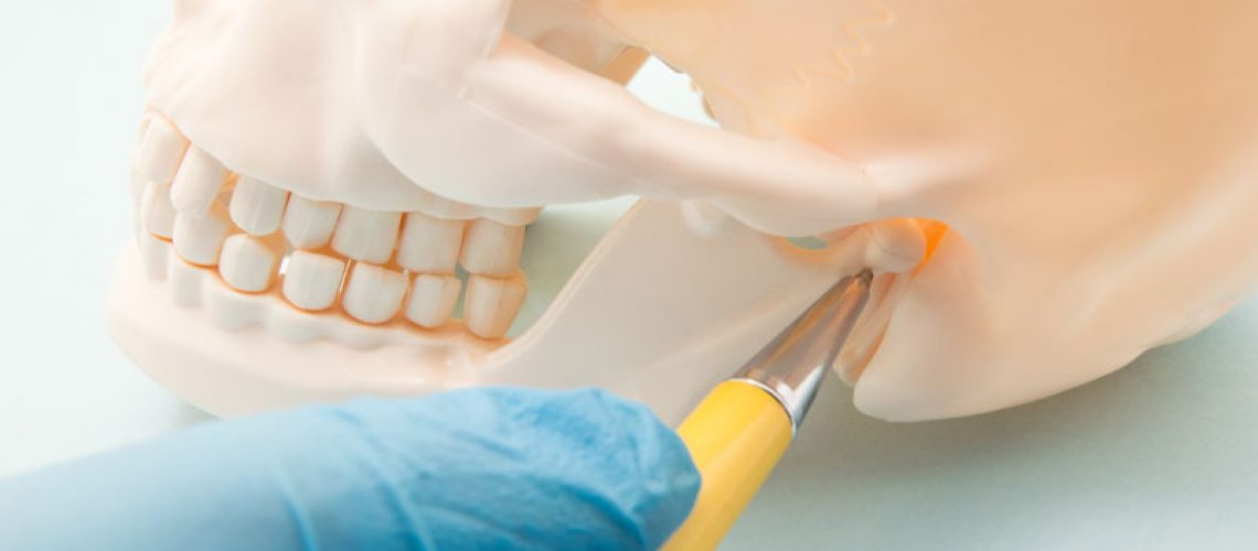 TMJ Jaw Bone Joint On Skull Model